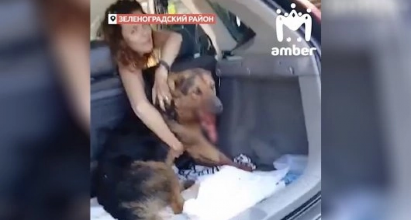 Полиция Калининграда возбудила уголовное дело по факту расстрела собак в поселке Колосовка