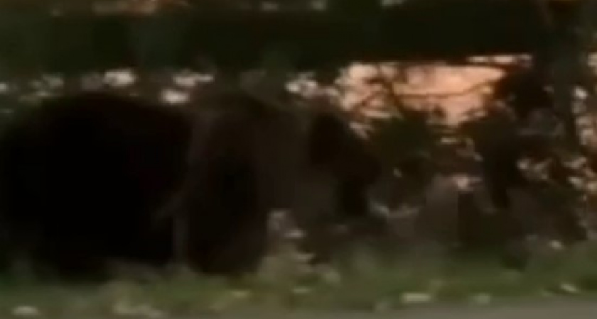 Опасность в городе: чем закончилась встреча бесстрашного самокатчика с медведем. Кадры с места