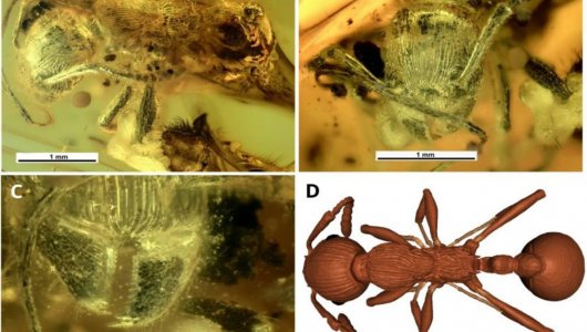 В янтаре из Калининградской области ученые обнаружили муравья, жившего на планете около 35 млн лет назад 