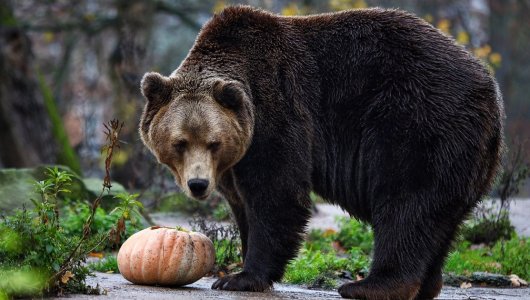 «30 тысяч рублей на «попную чесалку» Всего за один день Калининградский зоопарк собрал необходимые деньги