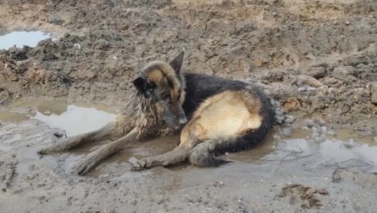 В Нижнем Новгороде группа волонтеров спасла собаку, которую птицы заживо клевали на улице