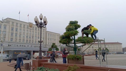 В центре Калининграда убирают цветы!