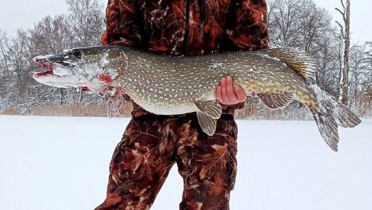 Где найти огромную щуку? В Советске!