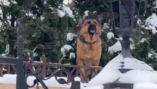 Собака напала на младенца в коляске (ВИДЕО)