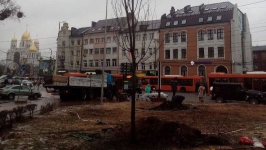 Клены начали сажать в центральном сквере Калининграда