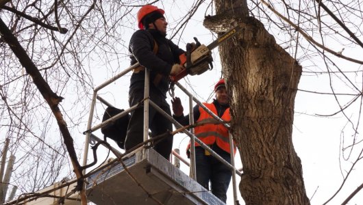 Мэрия подозревает епархию в чрезмерной обрезке деревьев на площади Победы в Калининграде