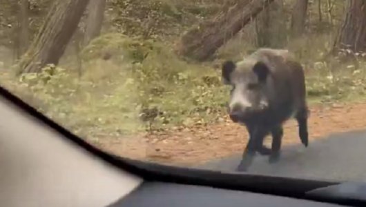 На Куршской косе кабан чуть не запрыгнул в автомобиль (ВИДЕО)