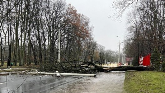 Рухнувшее дерево нарушило движение на Гвардейском проспекте