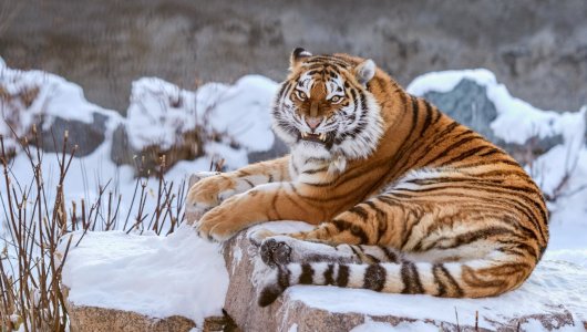 Голодные тигры оккупировали российское село в Хабаровском крае. Подробности ситуации