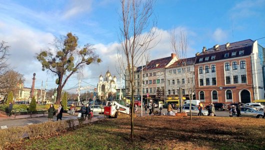 Озеленение продолжается: высажены великолепные семиметровые клены в центре Калининграда