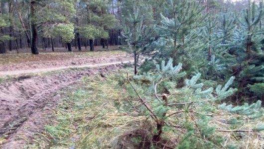 Обнаружены срубленные молодые сосны в микрорайоне Прибрежный