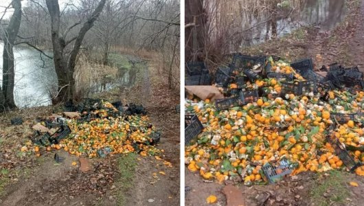 Калининград завалило мандариновой свалкой!