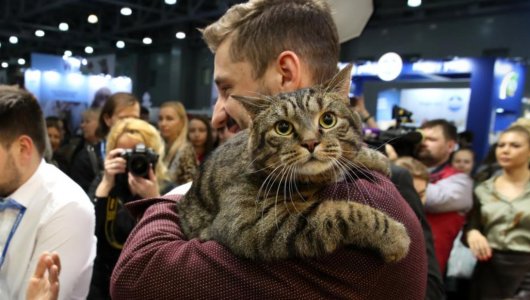 Ушел из жизни знаменитый кот Виктор, которого однажды не пустили в самолет из-за лишнего веса