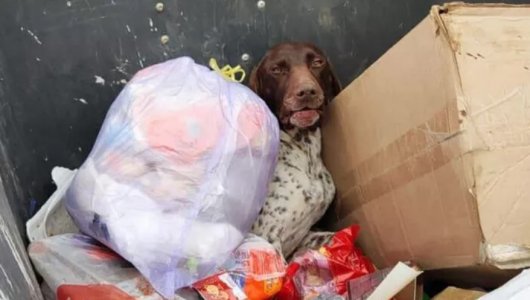 «Какие живодеры это сделали?!» В Краснодарском крае искалеченную собаку выбросили в мусорку