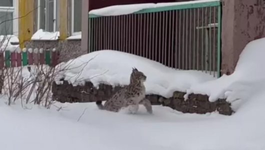 В Череповце рысь проникла на территорию детского сада!