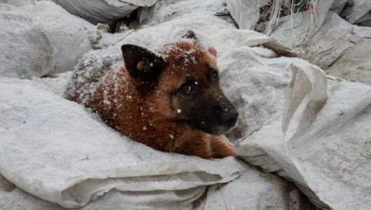 В Бурятии радикально решают проблему с бездомными животными!