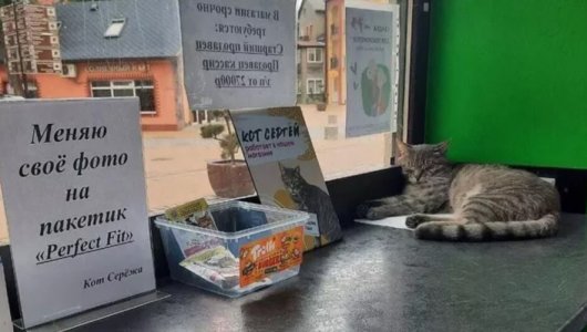 Уволенный кот Сергей получил новое приглашение на работу!