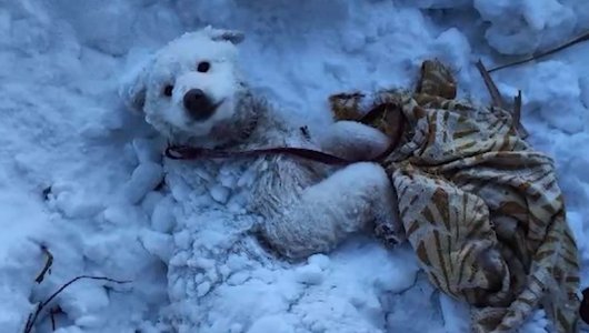 В Нижневартовске спасли погребенную под снег собаку (ВИДЕО)