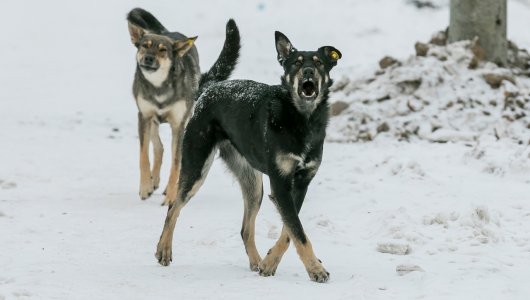 В Пионерском женщина едва спаслась от стаи бездомных собак.  Помогла смекалка. 