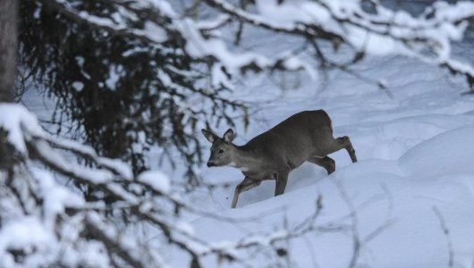 Сначала натравил собаку, а после убил топором