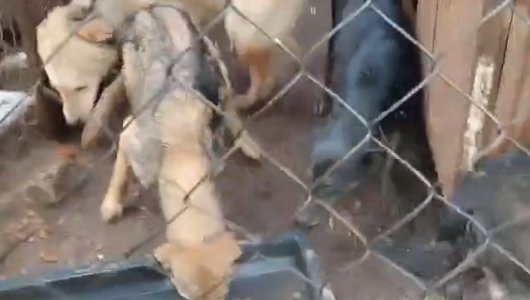 Волонтеры пытаются спасти десятки голодных собак (ВИДЕО)