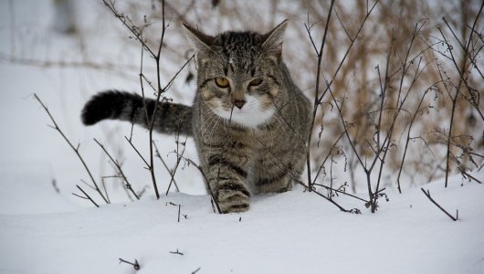 Выбросила бедного израненного кота из клиники прямо на мороз. Происшествие в Нижегородской области 