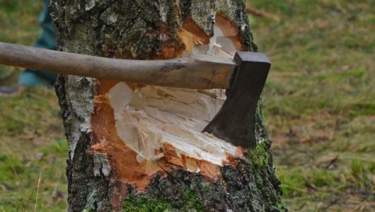 На какой улице в Калининграде начнут вырубать деревья и кустарники. Подробности