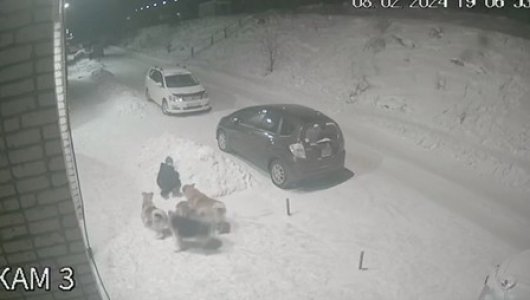 Стая голодных собак чуть не разорвала мальчика. Жуткий инцидент в Иркутской области(ВИДЕО)