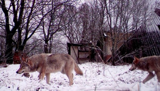 Волки из зоны отчуждения Чернобыльской АЭС больше не способны заболеть раком