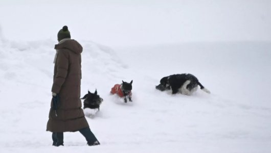 Что делать, если ваша собака постоянно требует от вас внимания