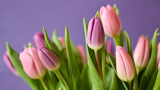 На сколько вырастут цены на цветы перед 8 марта. Эксперты поделились мнением