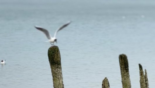 Помутнела и пахнет  фекалиями. В Донском  вода в Балтийском море источает неприятный запах, а ее цвет вызывает опасения у местных жителей. 