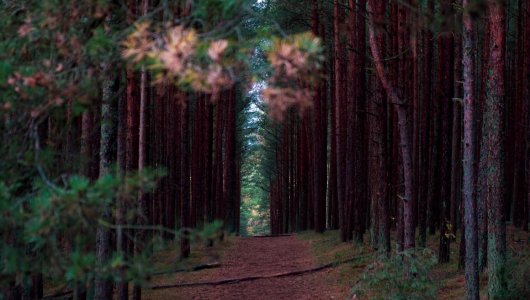 На Куршской косе начался «месячник тишины». Что нельзя делать на территории нацпарка в это время