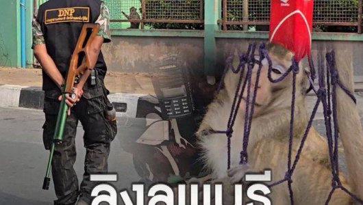 Настоящая  война началась в Тайланде. Только есть один нюанс: сражаются банда обезьян и правоохранители (ВИДЕО) 