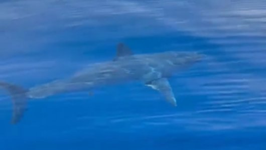 У берегов египетской Хургады агрессивная акула Мако держит в страхе многих туристов (ВИДЕО) 