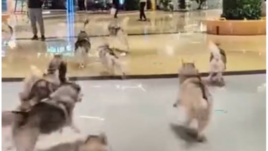 В Китае из зоокафе сбежало более 100 собак, псы около часа радостно бегали по всему ТЦ (ВИДЕО) 