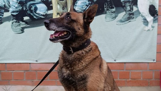 В полиции служебного пса по кличке «Шмель» отправляют на пенсию и ищут владельца 