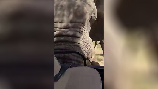 В Африке свои законы: как агрессивный слон чуть не погубил группу туристов (ВИДЕО)