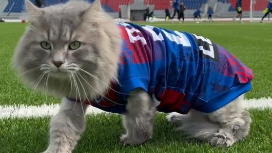 Кот и Красноярский футбольный клуб подписали контракт на официальное вступление в команду 