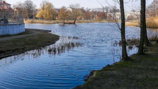 Придется и дальше «наслаждаться» запахом болота: когда власти собираются приступить к расчистке Летнего озера в Калининграде