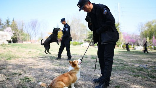 Самый милый полицейский. В Китае впервые в истории заступил на службу пес породы корги 