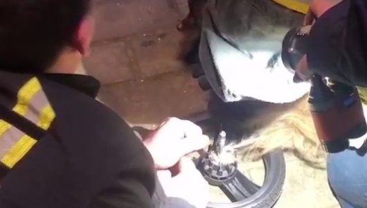 Прогулка пошла совсем не по плану: что произошло с маленькой собакой, которую намотало на велосипедное колесо в Москве (ВИДЕО)