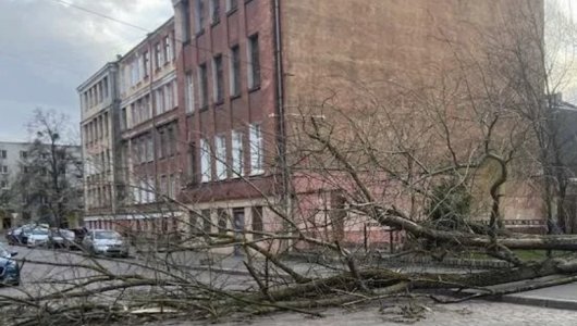 Ветер натворил дел в Калининграде. Десятки упавших деревьев , есть пострадавшие