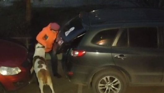 Жестокость и безрассудство: что россиянка решила сделать со своей собакой, когда у нее не получилось загнать ее в багажник (ВИДЕО)