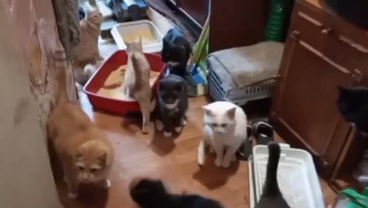 Квартира с кошачьим приютом в аварийном доме, поэтому порядка 50 котов и кошек ищут новый дом (ВИДЕО) 