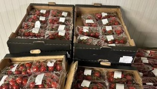 Под уничтожение попадут более 550 килограмм санкционных овощей, изъятых на границе с Литовской республики 