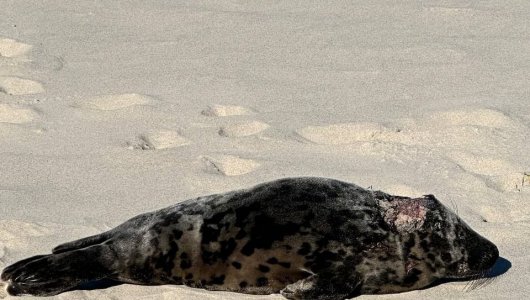 Тюлененка с тяжелой раной на голове обнаружили неравнодушные граждане, есть информация о его состоянии 