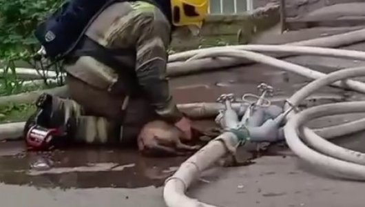 Если помогать, то всем: как калининградские спасатели реанимировали собаку во время пожара на Дрожжевой (ВИДЕО)