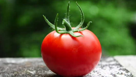 7 тонн заражённых томатов не допущены в Россию: Россельхознадзор предотвращает распространение вредителя