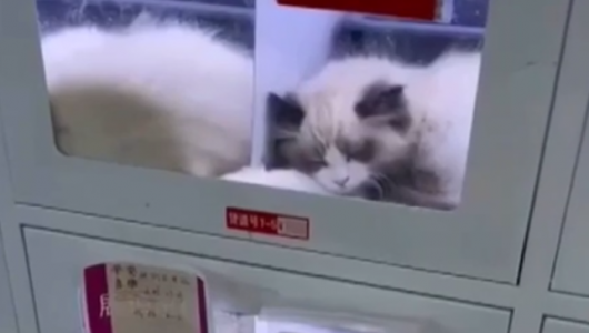 Торговые автоматы или тюрьмы для животных? Китай под огнем критики за продажу животных (ВИДЕО)